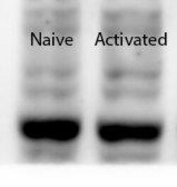 Jumonji/JARID2 Antibody, Novus Biologicals:Antibodies:Primary Antibodies